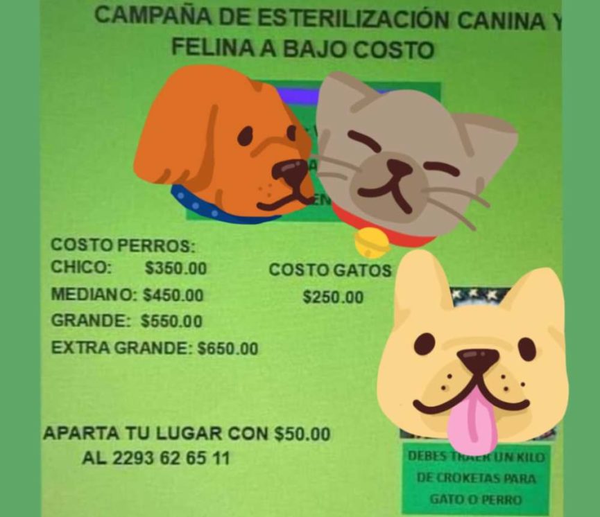 Realizarán campaña de esterilización canina y felina en Tejería