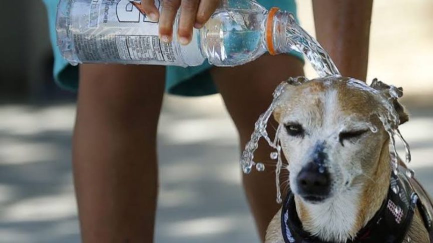 Recomienda PC atención a mascotas por riesgo de golpe de calor