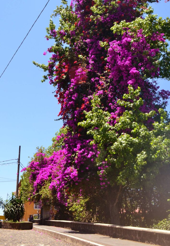 La ciudad de las flores, Xalapa, ideal para un plan de fin de semana. Foto: Diana Rojas