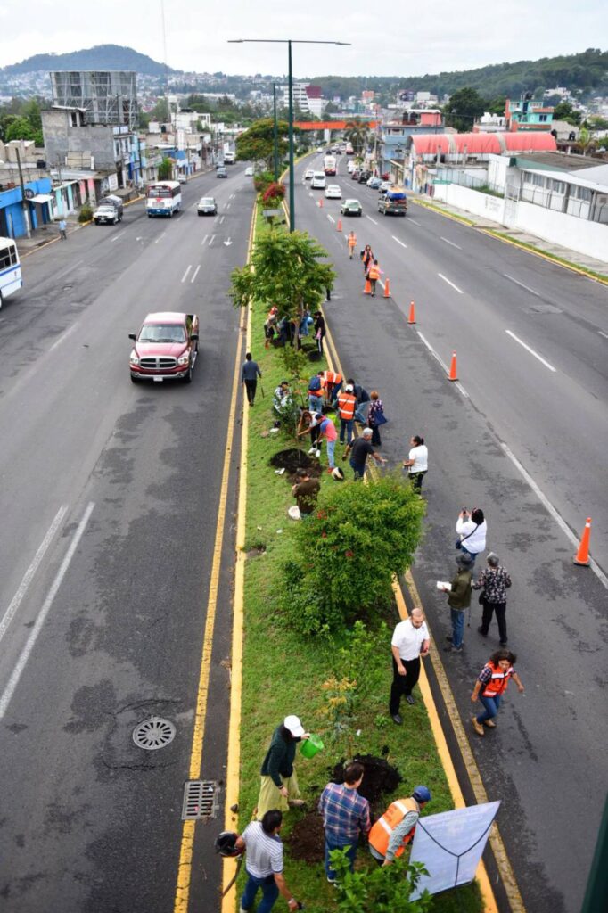 Siembra Ayuntamiento de Xalapa más de 350 árboles en la avenida Lázaro Cárdenas