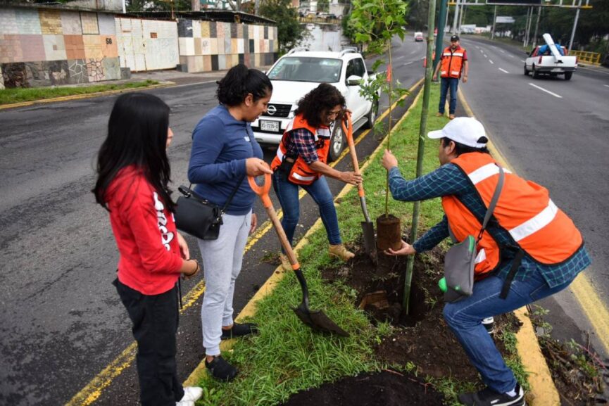 Siembra Ayuntamiento de Xalapa más de 350 árboles en la avenida Lázaro Cárdenas