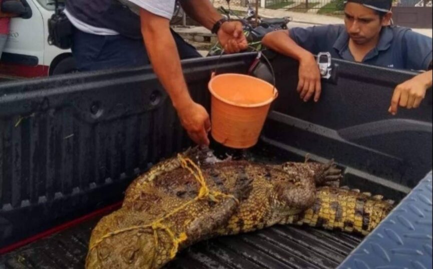Capturan cocodrilo de más de tres metros de largo en Huatusco