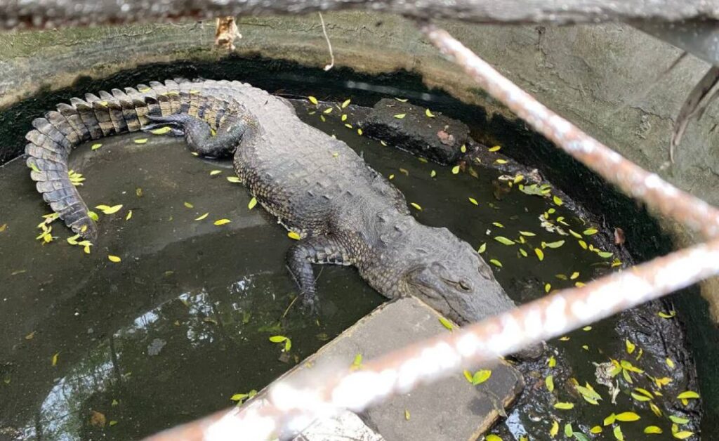 PC de Medellín rescata ejemplar de cocodrilo de 1.80 metros de largo