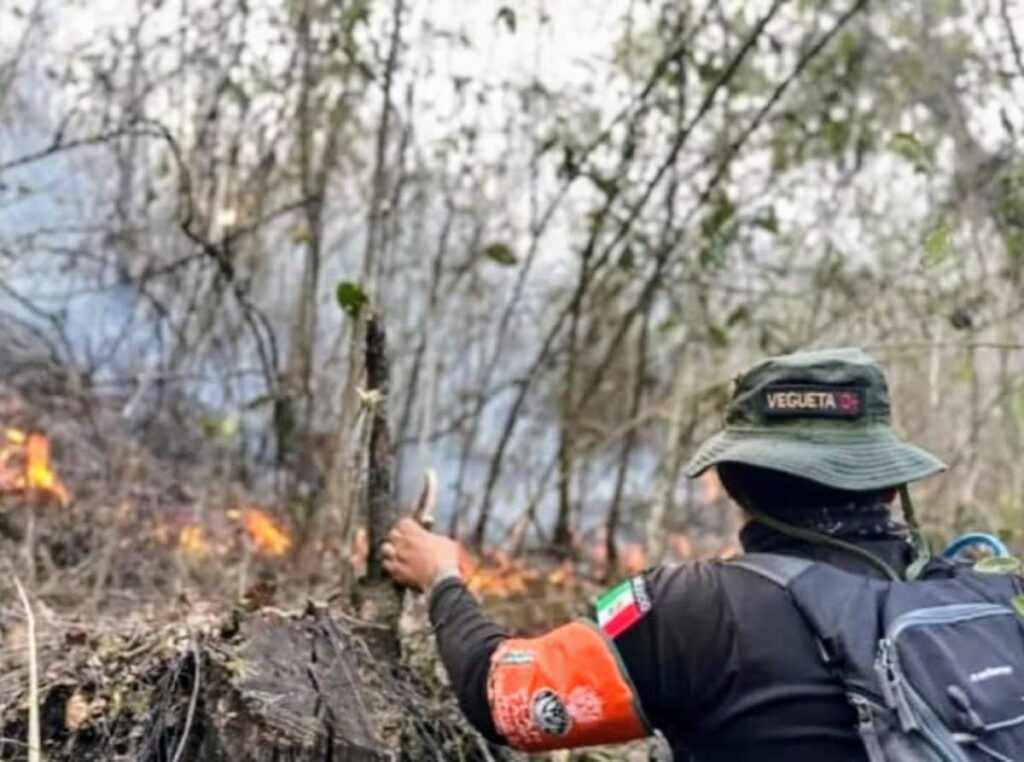Esta cifra posiciona a Veracruz como el segundo con mayor incidencia de incendios en el país, según los datos de la Comisión Nacional Forestal.